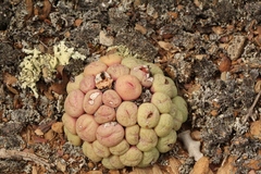 Conophytum truncatum