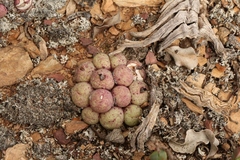 Conophytum truncatum