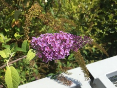 Buddleja davidii
