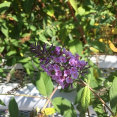 Buddleja davidii