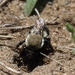Megachile mucida - Photo (c) jgibbs, algunos derechos reservados (CC BY-NC), subido por jgibbs
