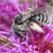 Denticulate Longhorn Bee - Photo (c) jgibbs, some rights reserved (CC BY-NC), uploaded by jgibbs