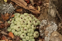Conophytum truncatum