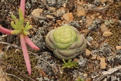 Crassula hemisphaerica