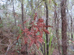 Phyllocladus trichomanoides