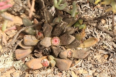 Pleiospilos compactus