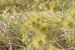 Spinifex longifolius