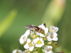 Riponnensia longicornis