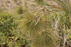 Spinifex longifolius