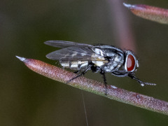 Musca vetustissima