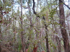 Phyllocladus trichomanoides