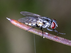 Musca vetustissima