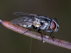 Musca vetustissima