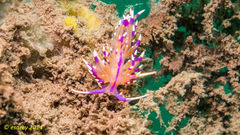 Unidentia aliciae