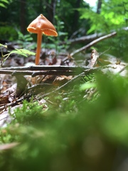 Entoloma salmoneum