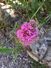 Centranthus ruber