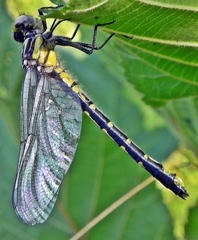 Hylogomphus abbreviatus