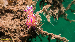 Unidentia aliciae
