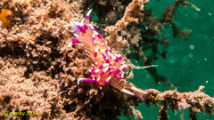 Unidentia aliciae