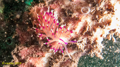Unidentia aliciae
