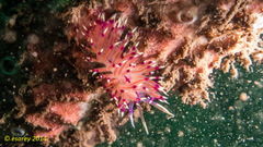 Unidentia aliciae