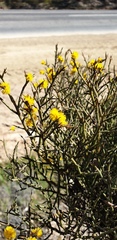 Acacia continua