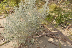 Atriplex cinerea