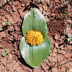 Daubenya capensis