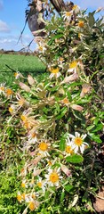 Olearia pannosa