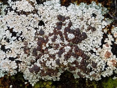 Trapeliopsis glaucopholis