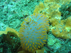 Polycitor giganteus