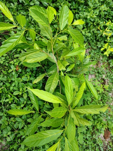 Jangli Almond (Hydnocarpus pentandrus)