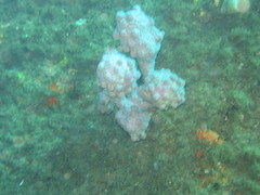 Pyura spinifera