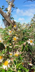 Olearia pannosa