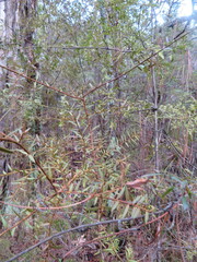 Podocarpus totara