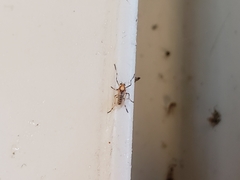 Coelotanypus tricolor