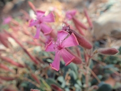 Saponaria cypria