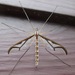 Giant Eastern Crane Fly - Photo (c) joannerusso, some rights reserved (CC BY-NC)
