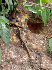 Podarcis muralis
