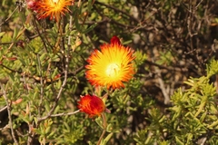 Drosanthemum bicolor