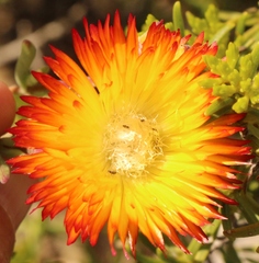 Drosanthemum bicolor
