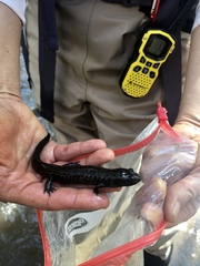 Desmognathus amphileucus