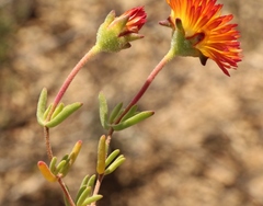 Drosanthemum bicolor