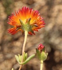 Drosanthemum bicolor