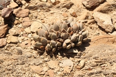 Crassula tecta