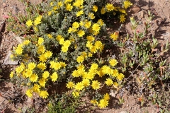 Oedera humilis