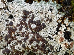 Trapeliopsis glaucopholis