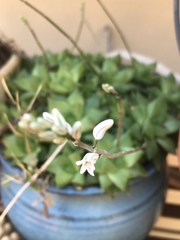 Haworthia