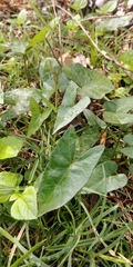 Ipomoea sagittata