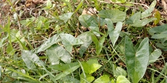 Ipomoea sagittata